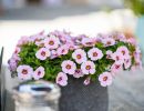 flower g87eef5678